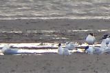 20160417_Forsters Stern_Texel
